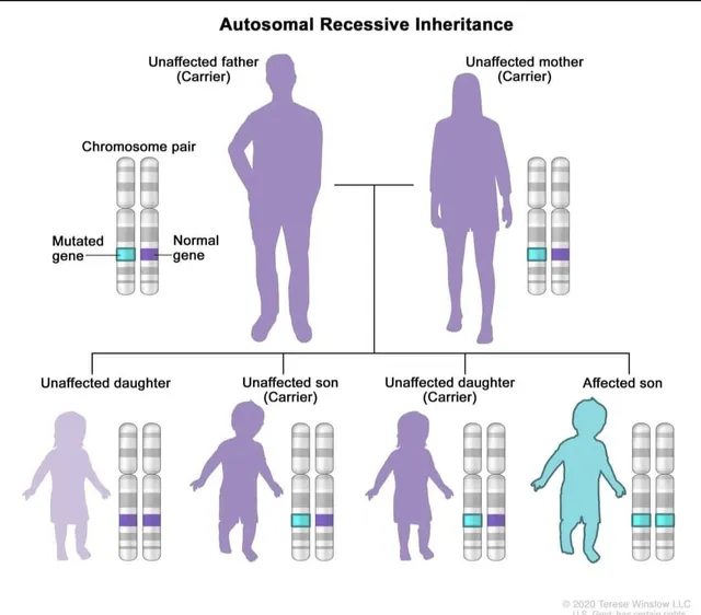 Autosomal recessive inheritance poster